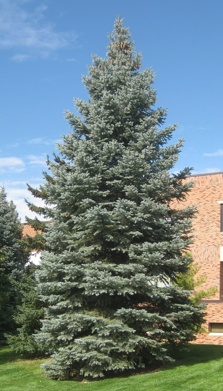 Colorado Blue Spruce on Normandale front lawn