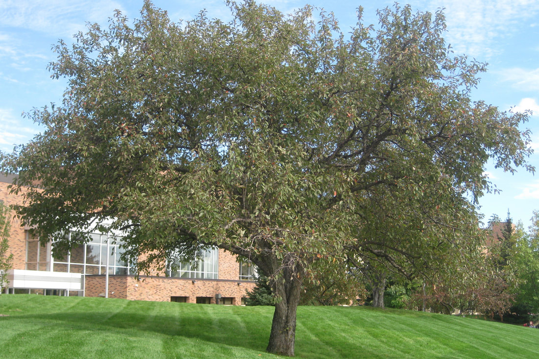 Crabapple trees on Normandale Front lawn