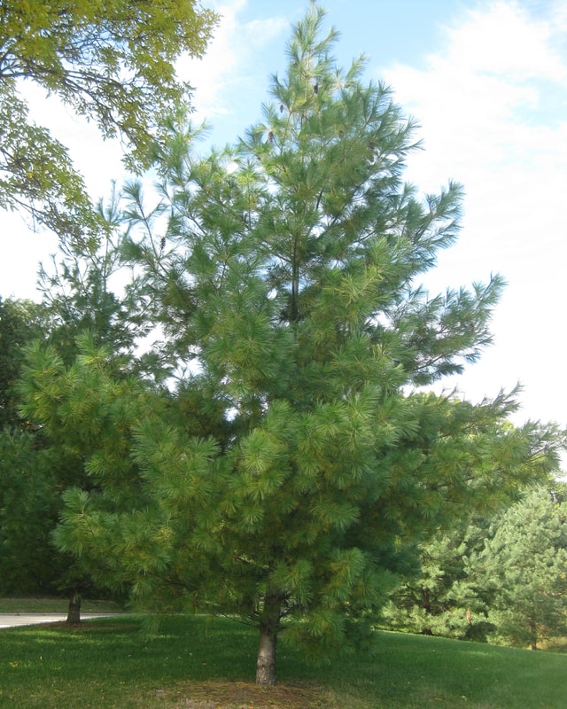 Eastern White Pine - TREES OF NORMANDALE COMMUNITY COLLEGE