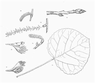 Line drawing of Quaking Aspen leaves, twigs and flowers