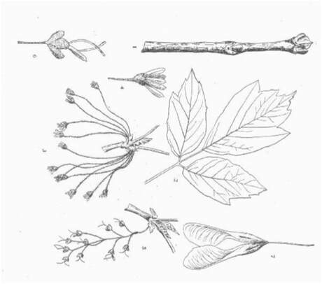 Line drawing Box Elder leaves, twigs and flowers