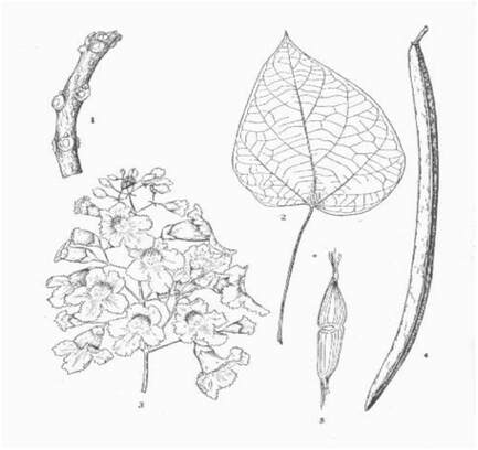Line drawing Northern Catalpa leaves, flowers and fruit