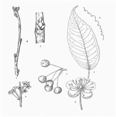 Line drawing of Cherry blossoms, leaves and fruit