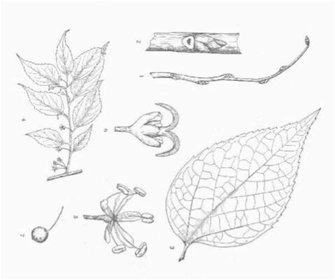 Line drawing of Hackberry leaves and twigs