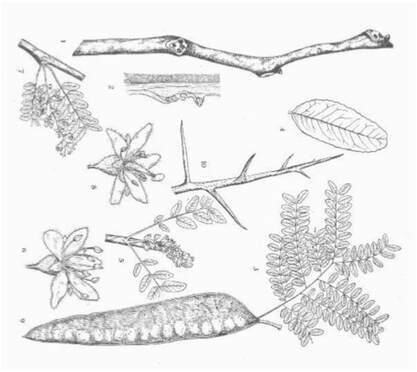 Line drawing of Honey Locust leaves, twigs and fruit