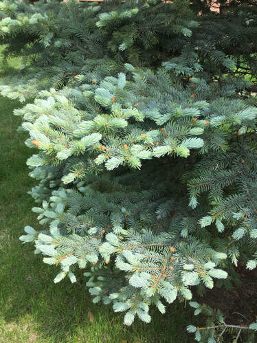 Blue Spruce branches and needles
