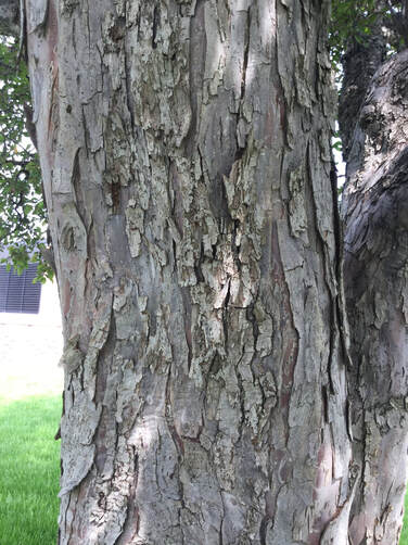 Crabapple bark