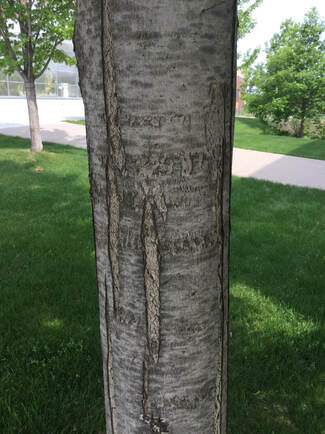 Maple tree bark