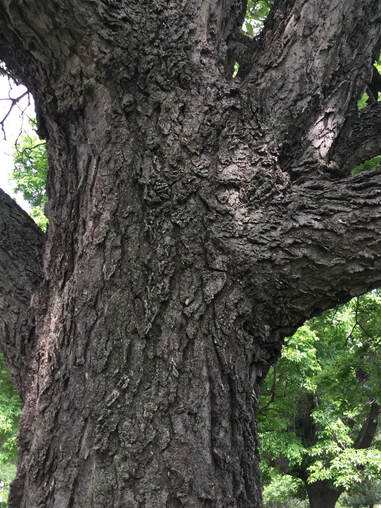 Hackberry mature tree bark
