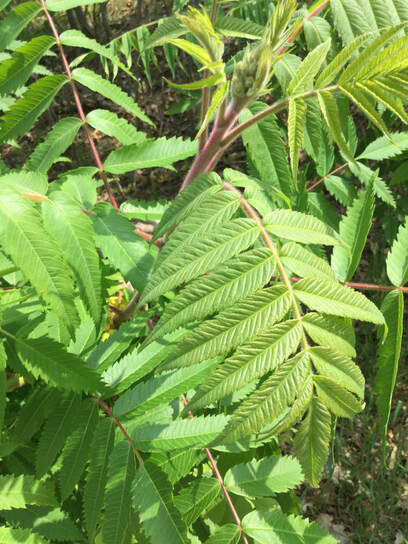 Staghorn Sumac leaves