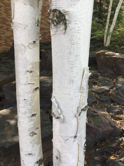Paper Birch white bark
