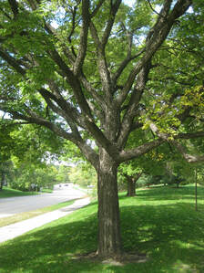 Hackberry Tree on Collegeview Road