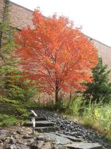 Orange Maple tree against Normandale Science Building