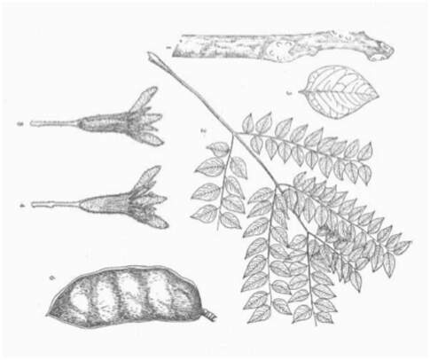 Line drawing of Kentucky Coffee Tree leaves and fruit