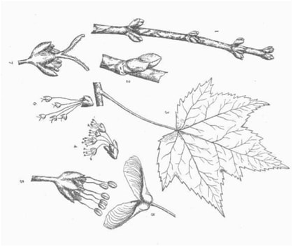 Line drawing of maple leaves, flowers and fruit