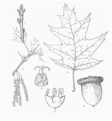 Line drawing Northern Red Oak leaves, twigs and acorns 