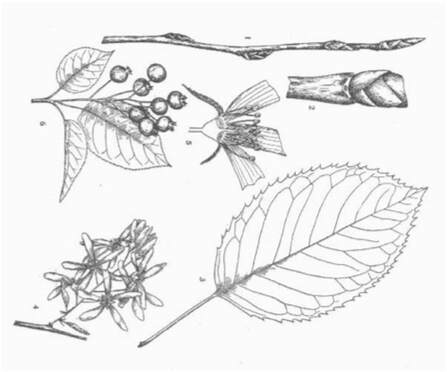 Drawing of Serviceberry leaves, flowers and twigs