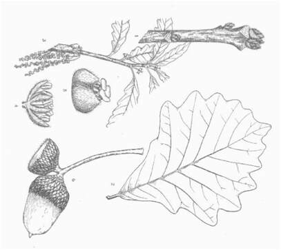 Line drawing swamp white oak leaves, twigs and fruit