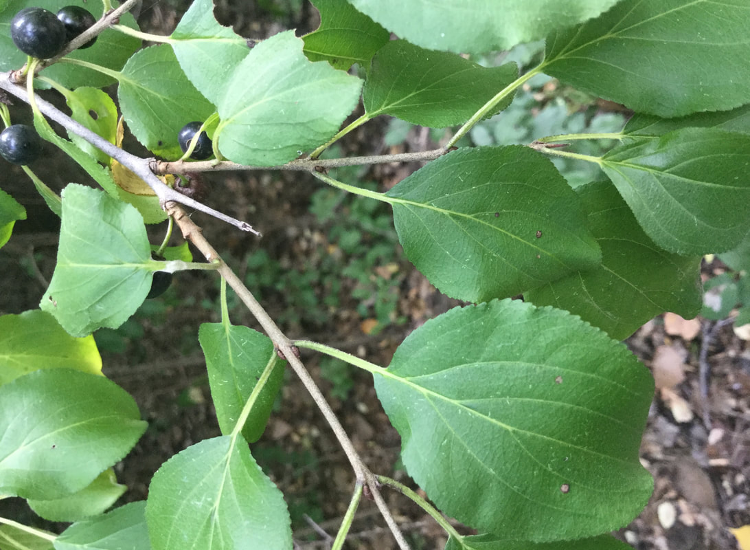European Buckthorn leaves, berries and thorn