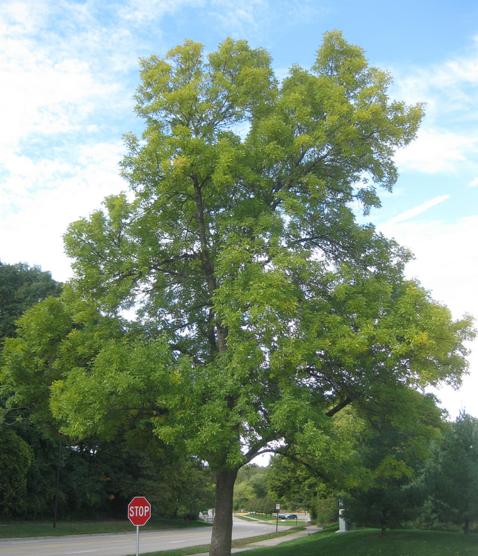 Green Ash tree along College View Blvd