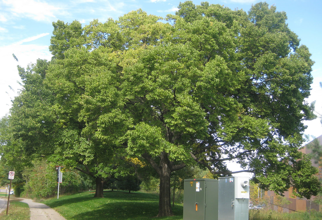 Hackberry Tree beside College View Road