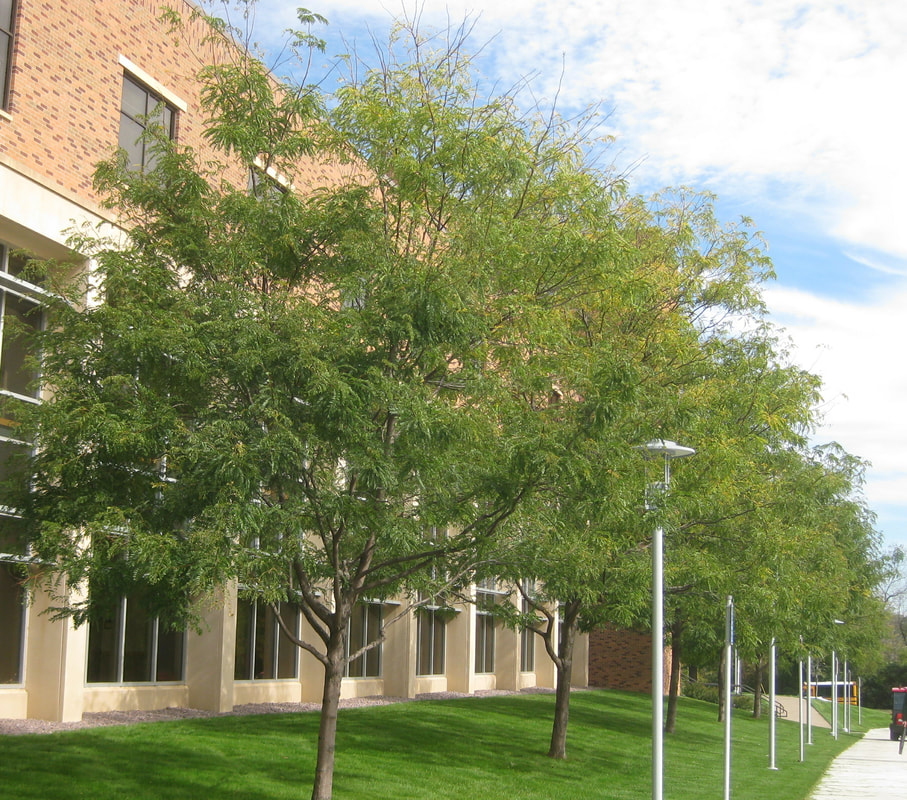 Honey Locust along front of Normandale Community College