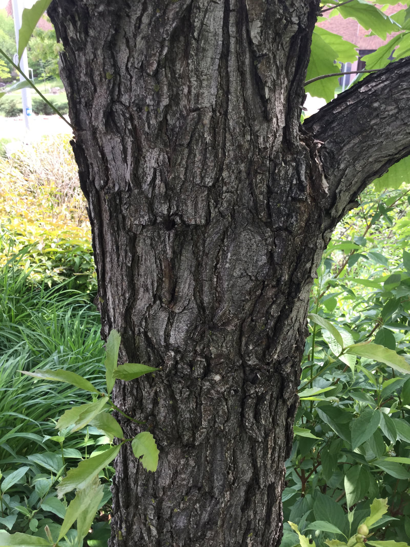 Swamp white oak bark