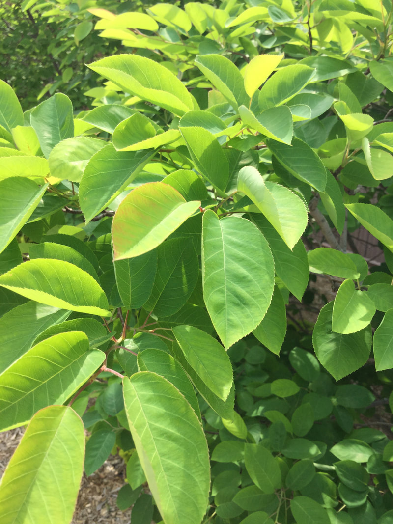 Serviceberry leaves