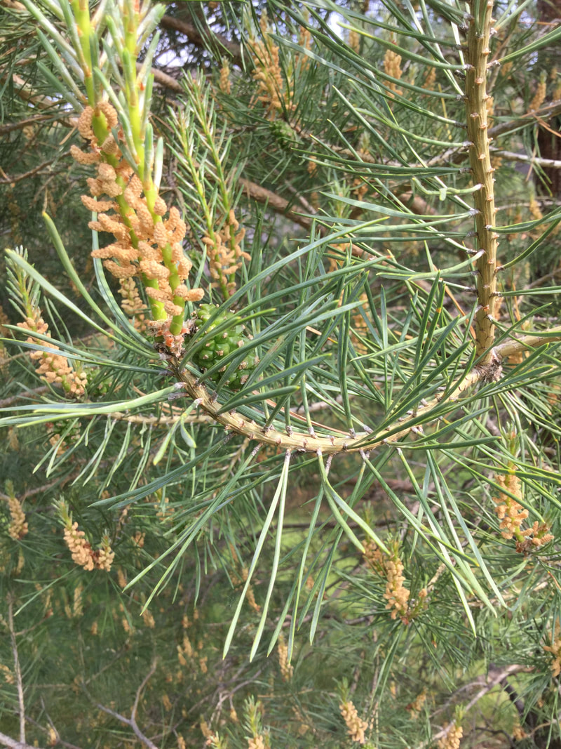 Scotch Pine needles and male cones