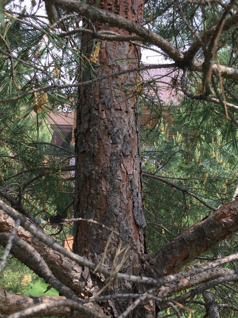 Scotch pine bark