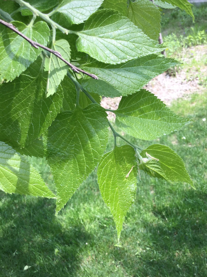 Hackberry leaves