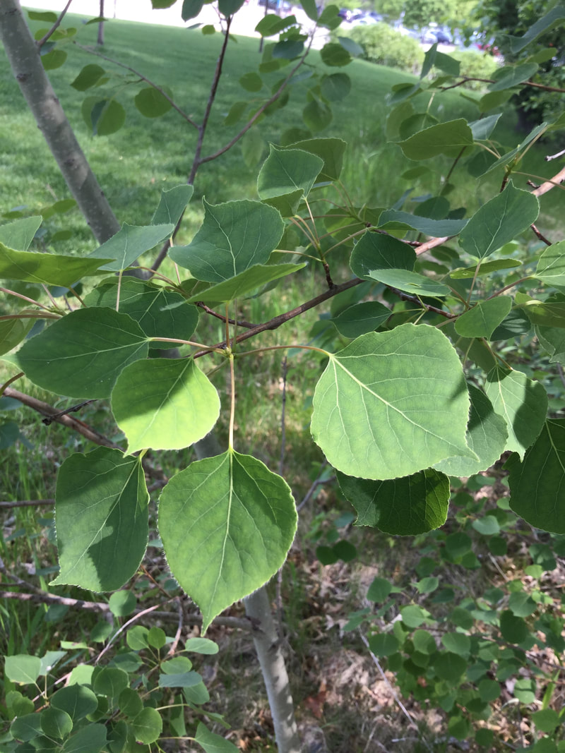 Quaking aspen leaves