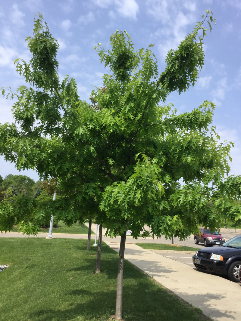Young Northern Red Oak trees along North side of Parking Ramp
