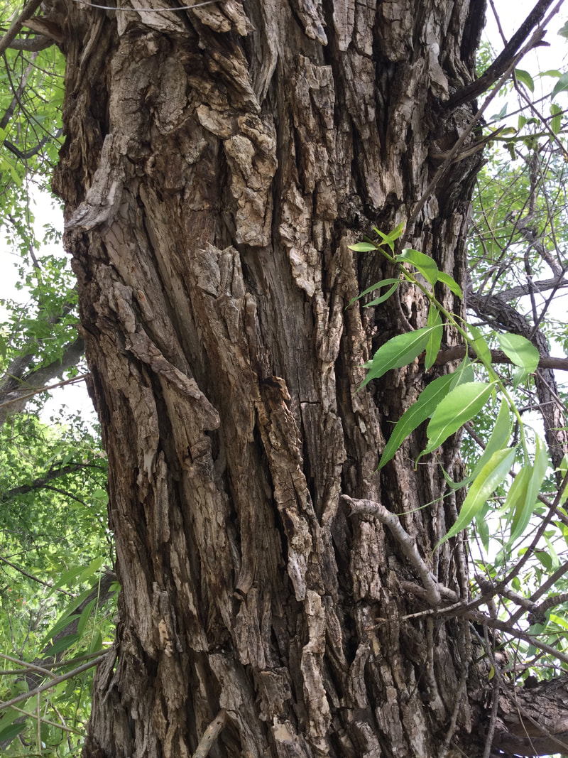 Mature Black Willow bark