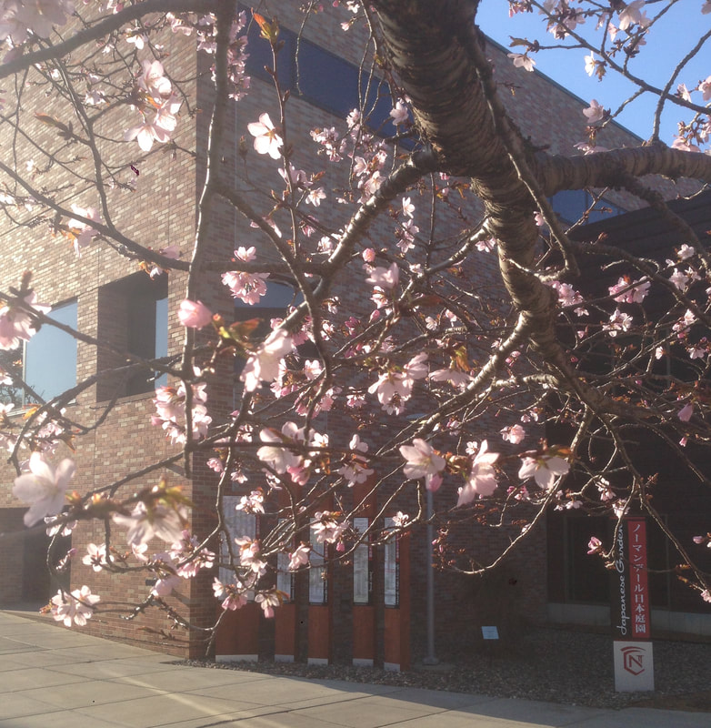 Spring Wonder Flowering Cherry blossoms
