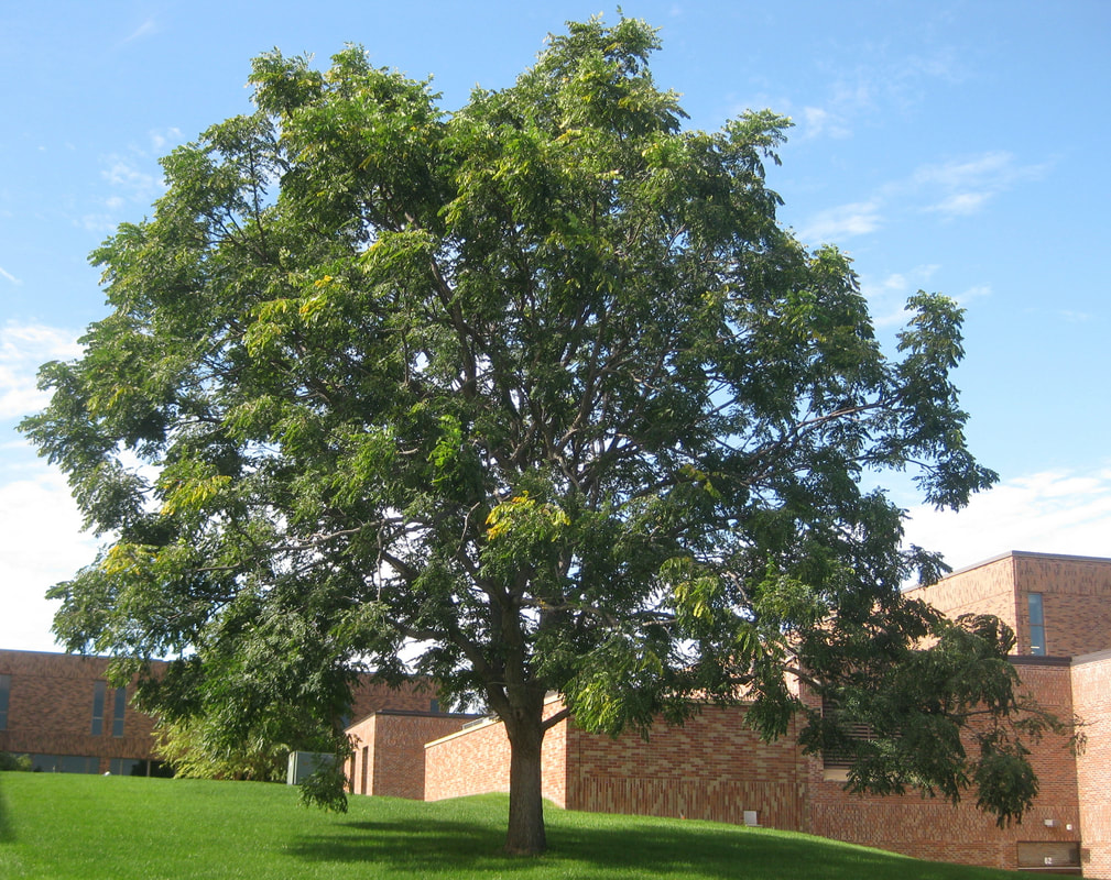 Kentucky Coffee Tree on East lawn of Normandale Community College