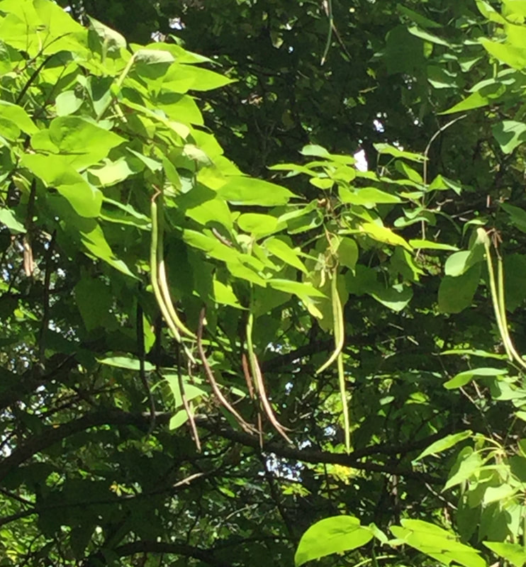 Northern Catalpa with long fruit