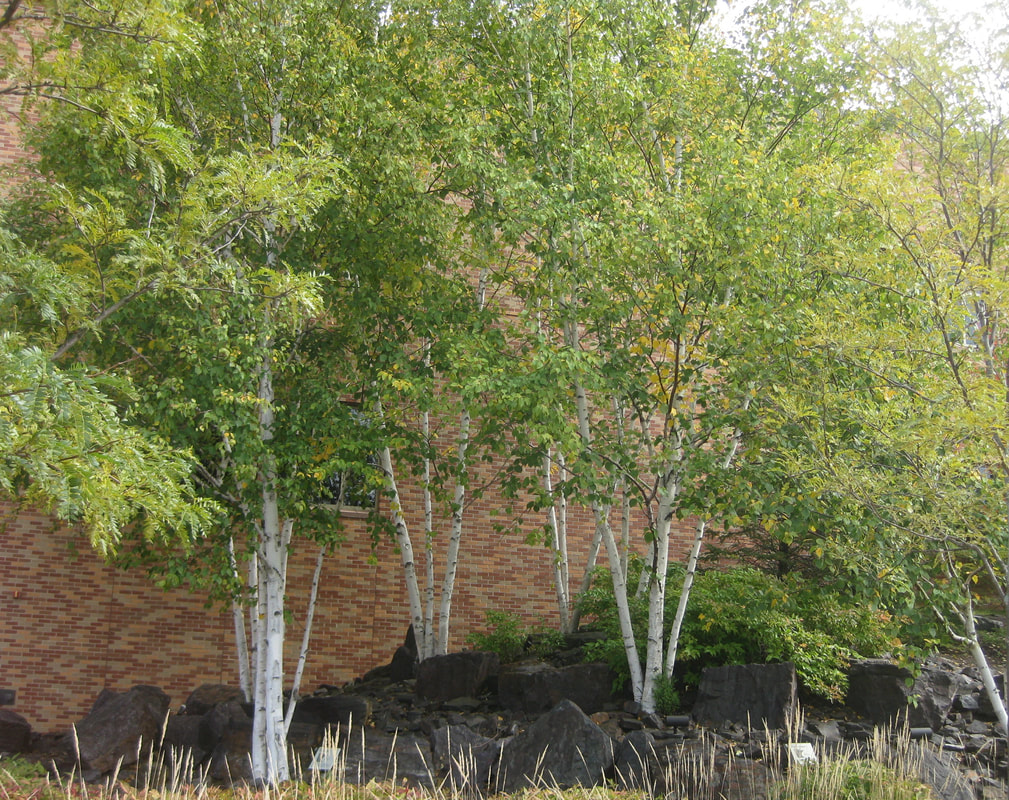 Grove of Paper Birch trees outside Normandale Biology Lab