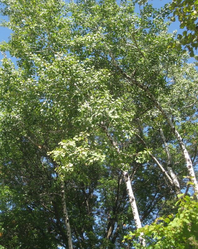 Quaking Aspen trees with white bark along College View Road