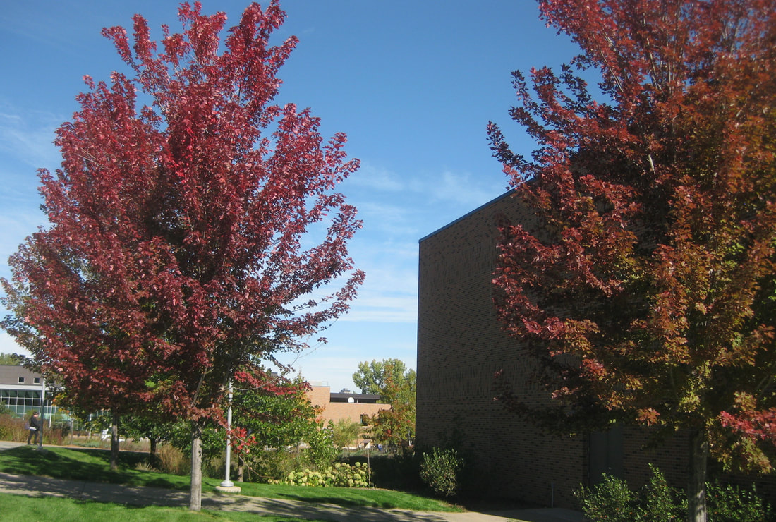 Red Maples beside Normandale Fine Arts