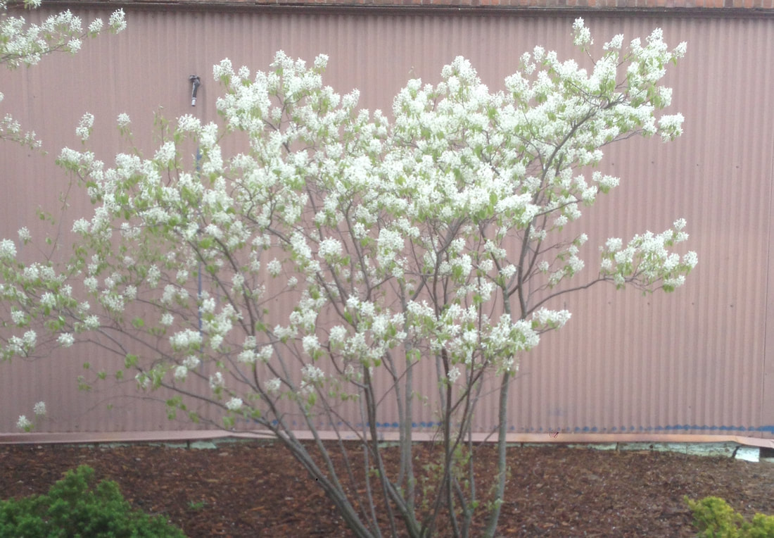 White flowering Serviceberry