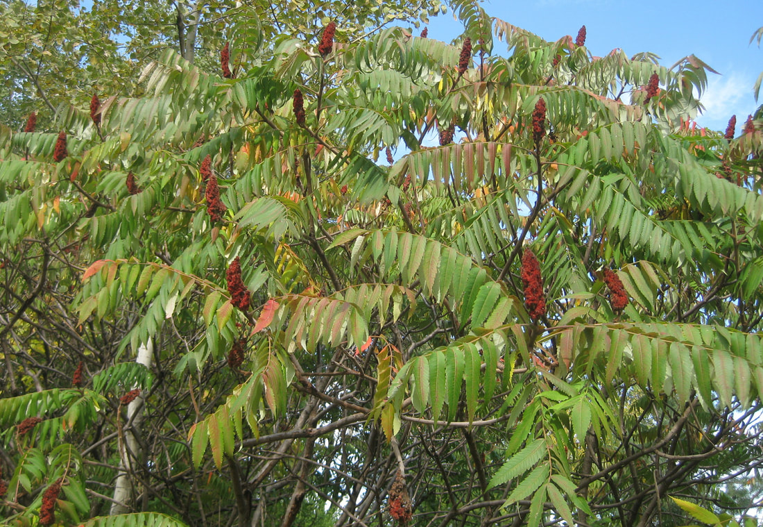 Staghorn Sumac with red fruit along College View Road