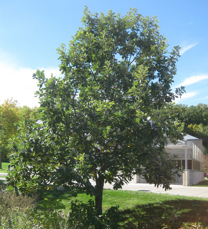 Swamp White Oak by Normandale greenhouse